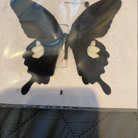 9 natural unmounted taxidermy butterflies - Picture 3 of 12